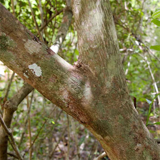 Monodora junodii (Green-apple)