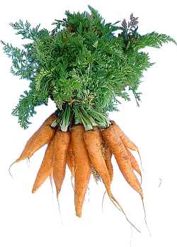 carrots
