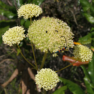 Hermas villosa