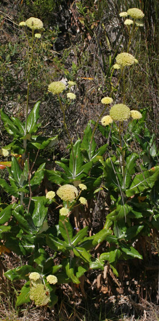 Hermas villosa