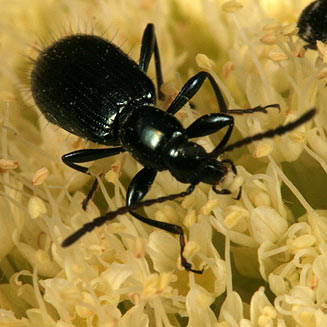 Lagriid beetle feeding on Hermas villosa pollen.