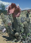 Hoodia sp. 