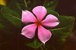 Catharanthus roseus