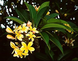 Plumeria rubra 