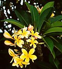 Plumeria rubra (Common Frangipani)