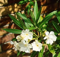 Nerium oleander 'Alba'