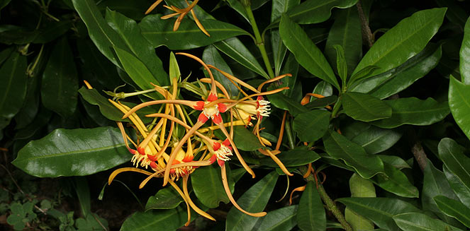 Strophanthus speciosus (Forest poison-rope, Forest tail-flower)
