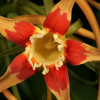 Strophanthus speciosus (Forest poison-rope, Forest tail-flower)