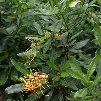 Strophanthus speciosus (Forest poison-rope, Forest tail-flower)