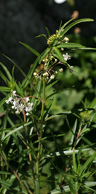 Gomphocarpus fruticosus (Wild cotton)