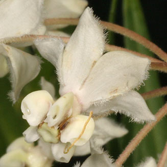 Gomphocarpus fruticosus (Wild cotton)