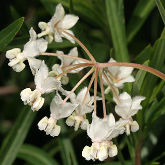 Gomphocarpus fruticosus (Wild cotton)