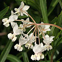 Gomphocarpus fruticosus (Wild cotton)