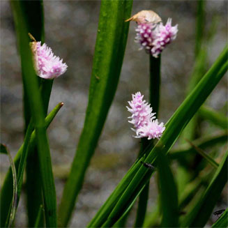 Aponogeton junceus
