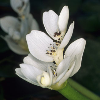 Aponogeton distachyos (Cape pondweed)