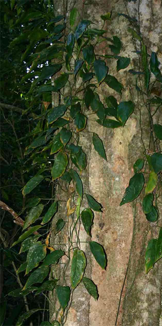 Culcasia falcifolia