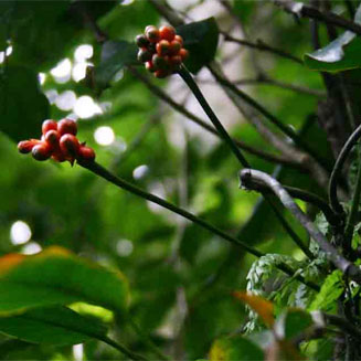Culcasia falcifolia
