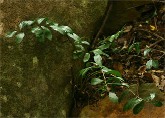 Zamioculcas zamiifolia