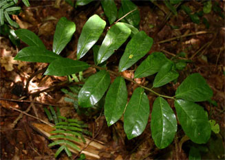Zamioculcas zamiifolia