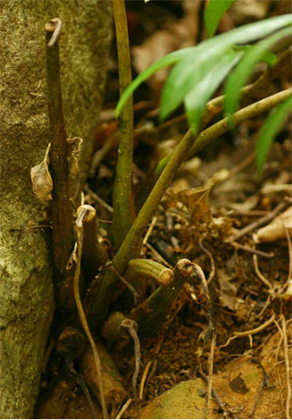 Zamioculcas zamiifolia