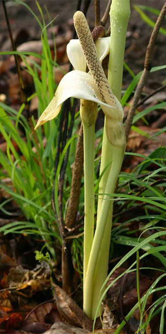 Gonatopus boivinii