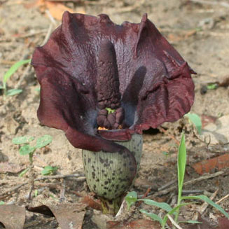 Amorphophallus abyssinicus