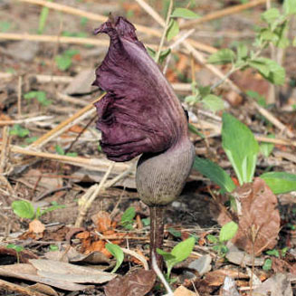 Amorphophallus abyssinicus