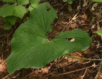 Stylochaeton puberulus