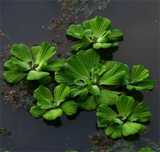 Pistia stratiotes