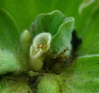 Pistia stratiotes