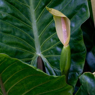 Alocasia macrorrhiza (Giant taro)