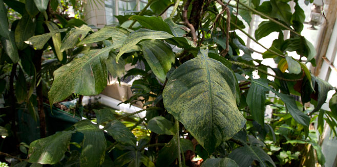 Philodendron squamiferum
