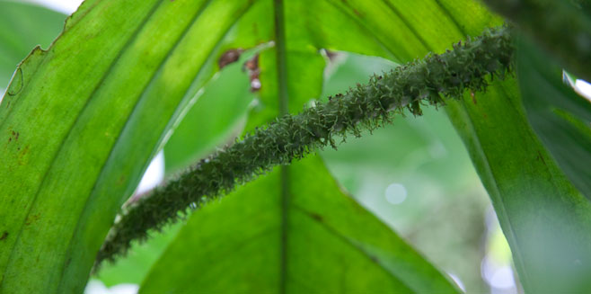 Philodendron squamiferum