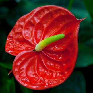 Anthurium scherzerianum