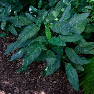 Aglaonema commutatum