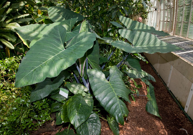 Alocasia odora