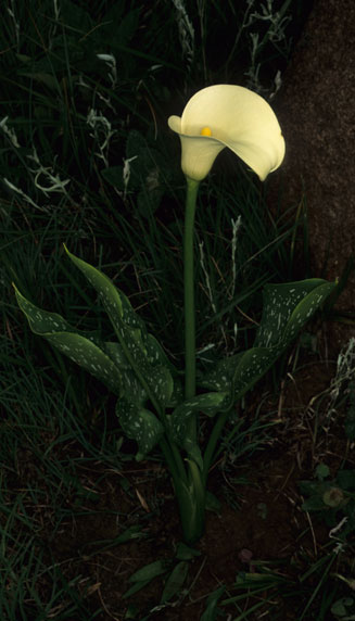Zantedeschia albomaculata