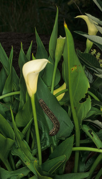 Zantedeschia albomaculata