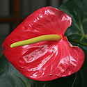 Anthurium andreanum (Flamingo lily, Oilcloth flower)