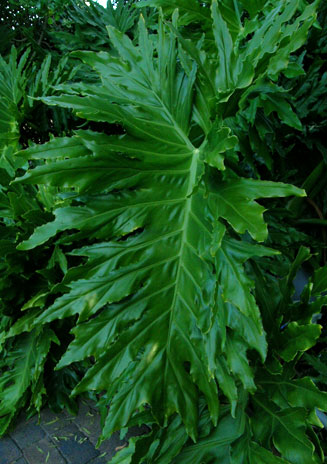 Monstera deliciosa (Delicious Monster)