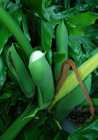 Monstera deliciosa (Delicious Monster)
