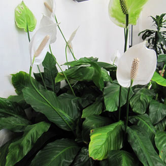 Spathiphyllum sp.