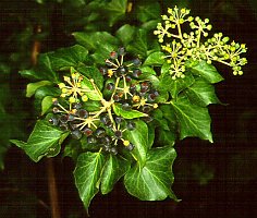 Hedera helix (Common Ivy, English Ivy)