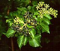 Hedera helix