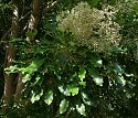 Schefflera umbellifera