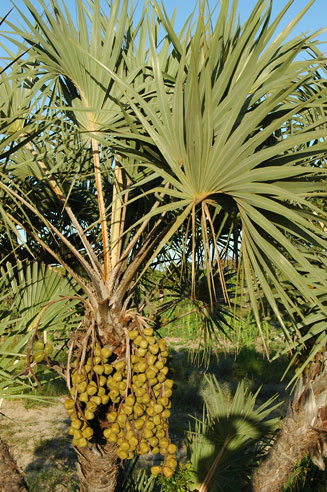 Hyphaene coriacea (Lala palm)