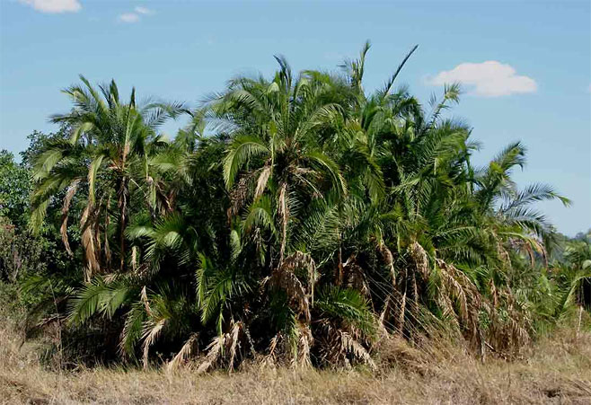 Phoenix reclinata (Wild date palm)