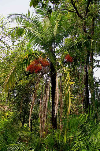 Phoenix reclinata (Wild date palm)