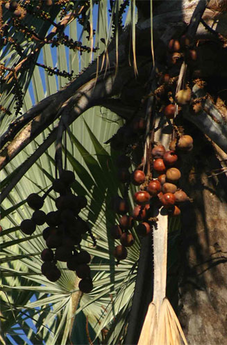 Hyphaene petersiana (Northern lala palm, Real fan palm, Vegetable ivory palm)