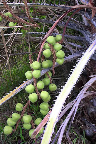 Hyphaene coriacea (Lala palm)